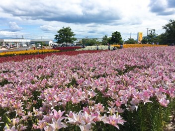 ゆりの里公園♥